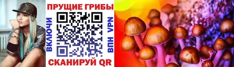 blacksprut как войти  Хадыженск  Псилоцибиновые грибы Psilocybe 